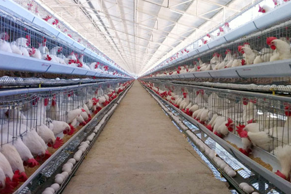 Transformers for Cold Storage and Hatcheries - KROS Electric Co., Ltd.